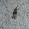 Nephopterix angustella